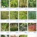 Screenshot_2020-10-30 Bambous et Graminées - Plantaisie